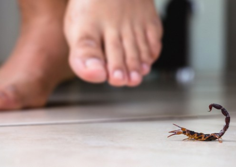 Os escorpiões injetam veneno por um ferrão na ponta da cauda. 