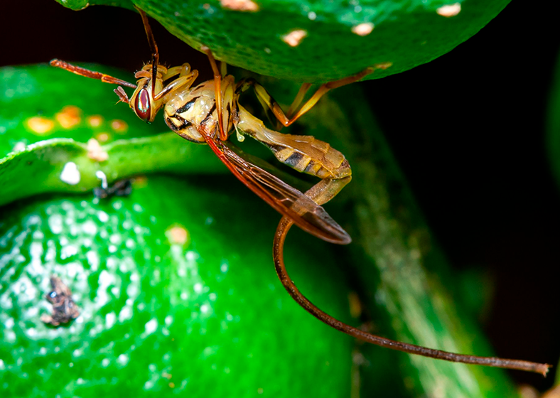 Se um dia chegarem, pragas como a Anastrepha curvicauda poderão se tornar uma preocupação constante para os agricultores 