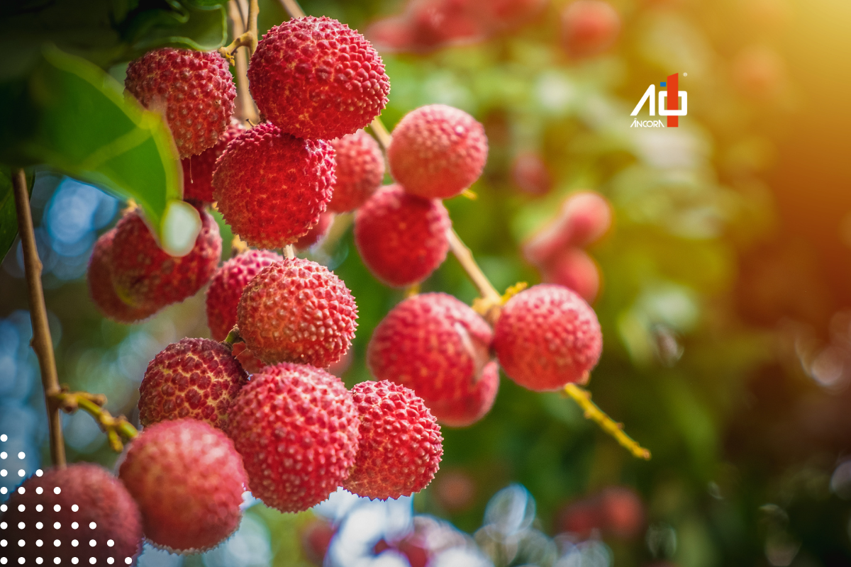 Descrição da imagem