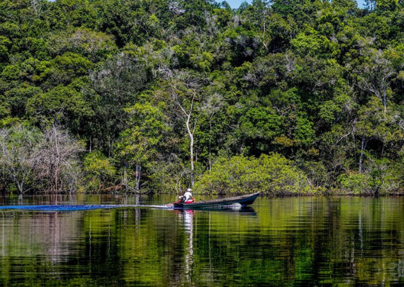 Trecho de floresta às margens do Rio Negro, na Amazônia.