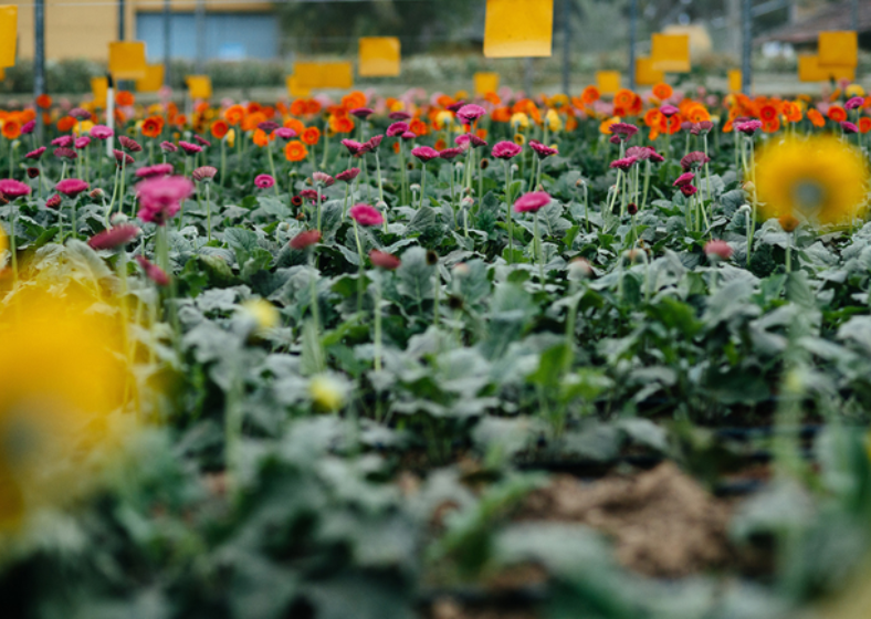 Flores de Holambra.