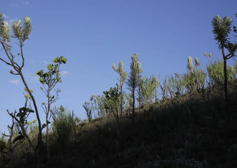 O Cerrado perdeu 27% de sua vegetação nativa nos últimos 39 anos, o que representa 38 milhões de hectares.