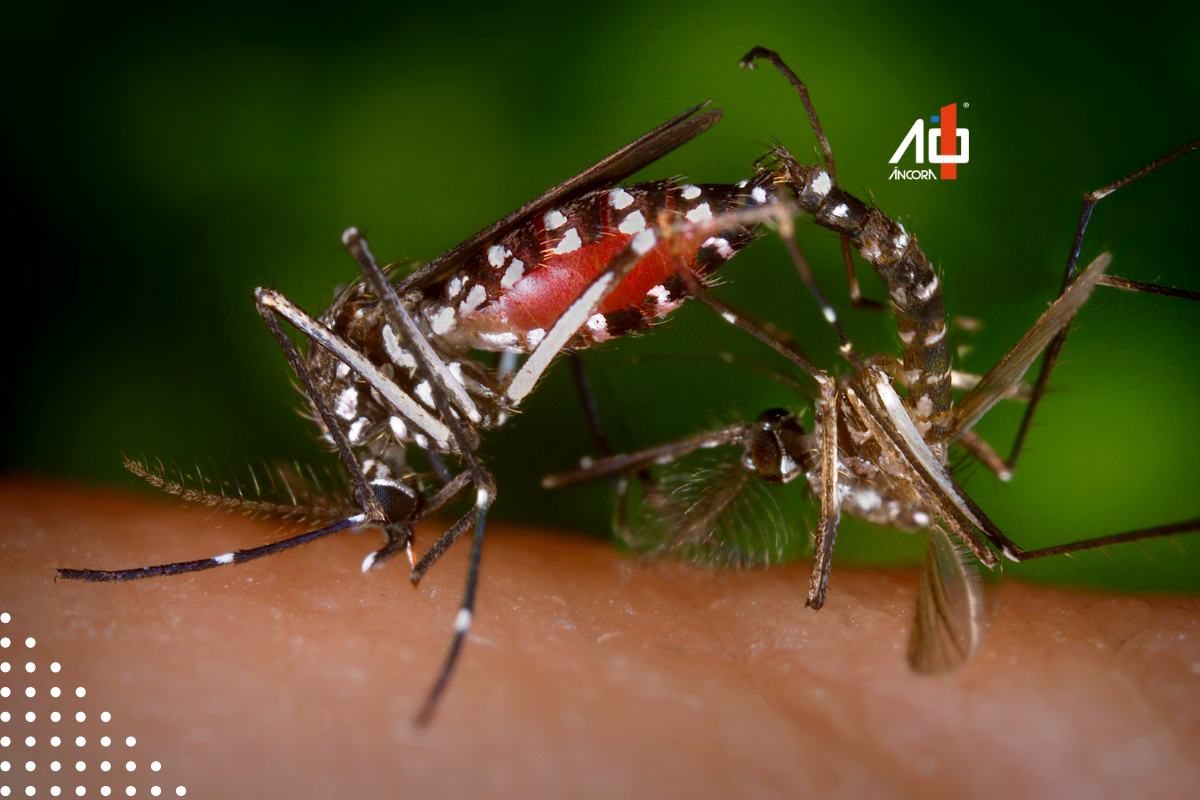 Descrição da imagem