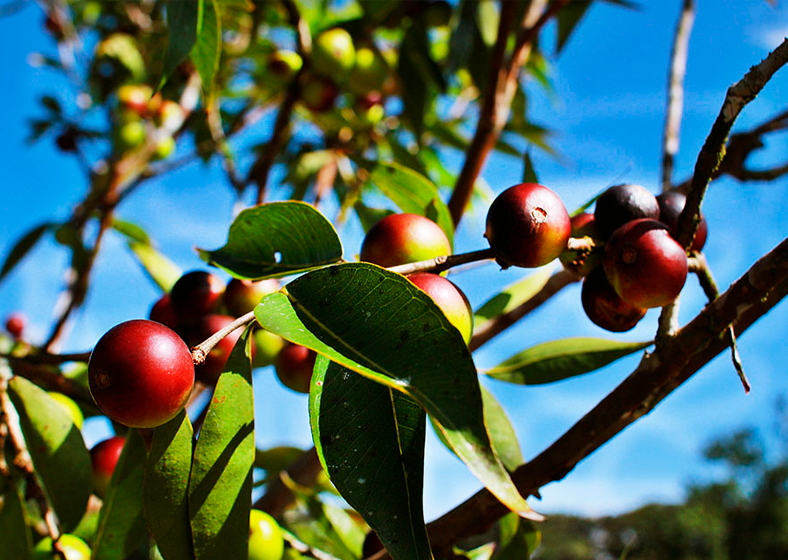 A adição do camu-camu, fruto típico da Amazônia, enriquece nutricionalmente a farinha de mandioca e agrega valor ao produto 