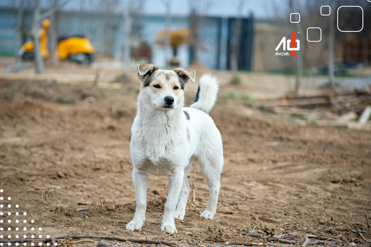 Descrição da imagem