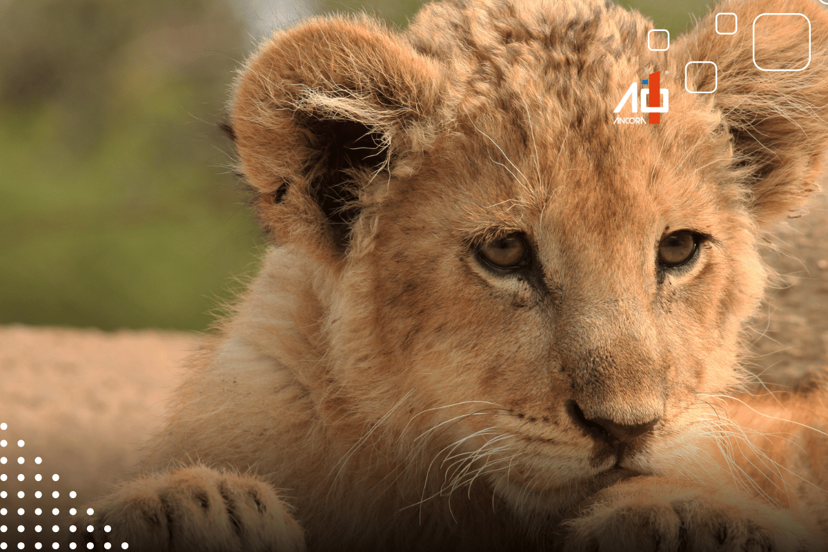 Descrição da imagem