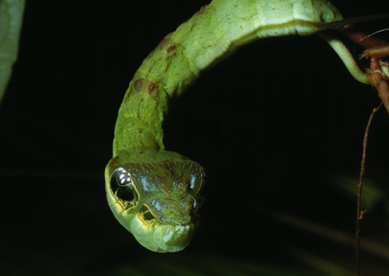 Descrição da imagem