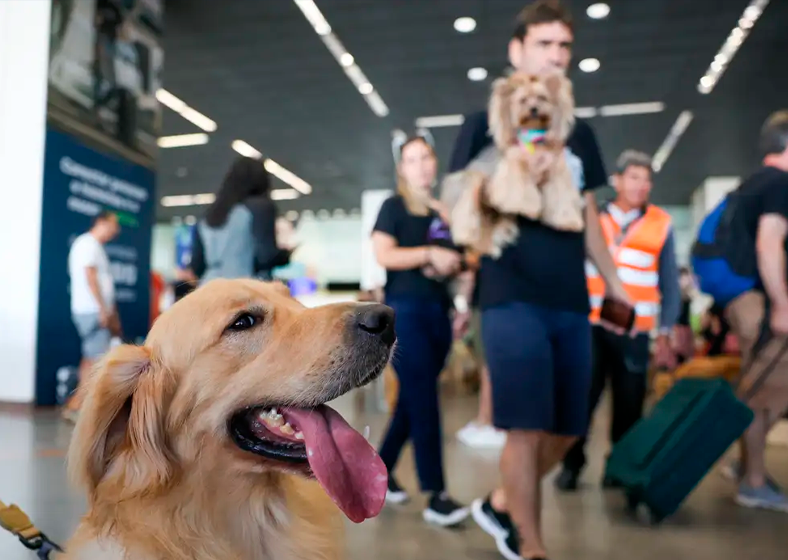 Animais de estimação ajudam na saúde física e mental dos tutores, revela CRMV-RJ