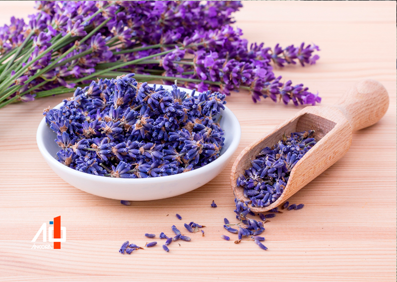 Além de ser uma bela adição ao jardim ou à varanda, a lavanda tem propriedades que podem melhorar a qualidade de vida de várias maneiras.