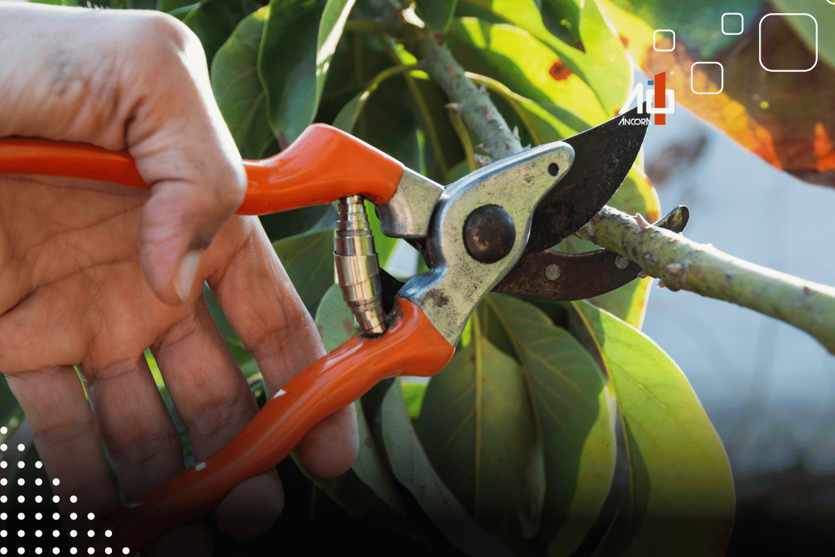 Descrição da imagem