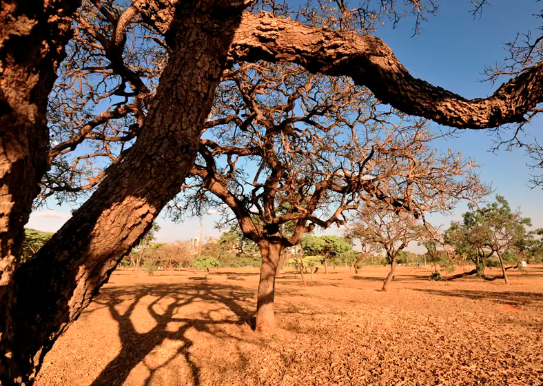 De acordo com o Programa das Nações Unidas para o Meio Ambiente (PNUMA), bilhões de hectares de terra estão degradados em todo o planeta