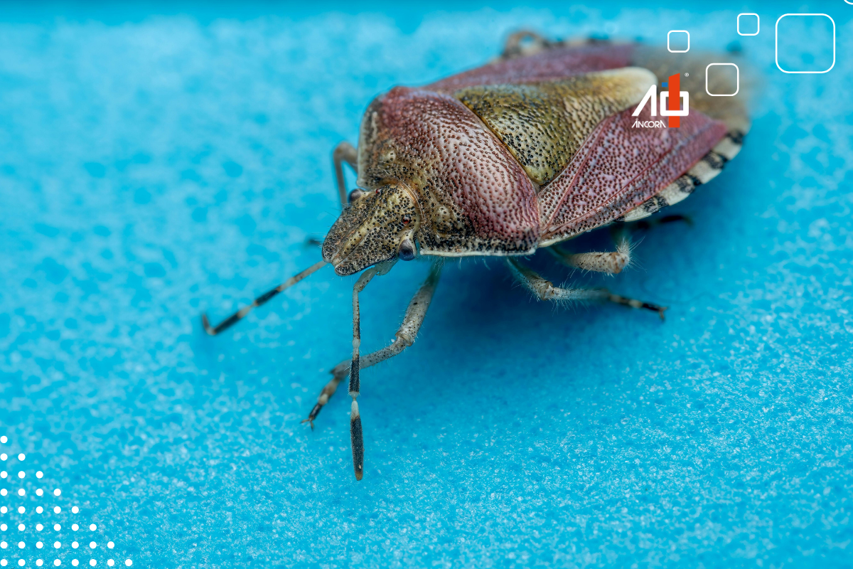 Descrição da imagem