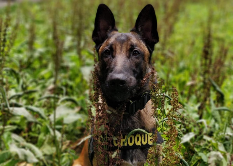 O cão farejador Tank é considerado um herói canino.