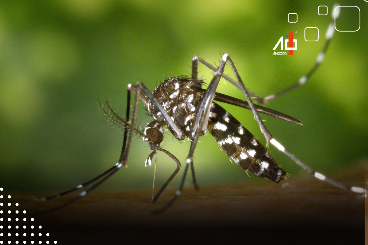 Também é importante que a população fique atenta a possíveis criadouros de mosquitos em suas casas, além de prestar atenção aos sinais e sintomas dos vírus.