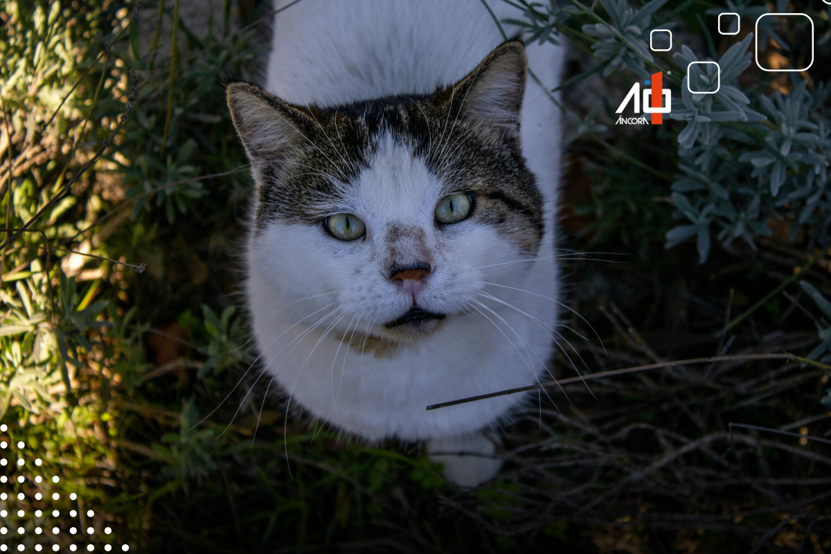 Descrição da imagem