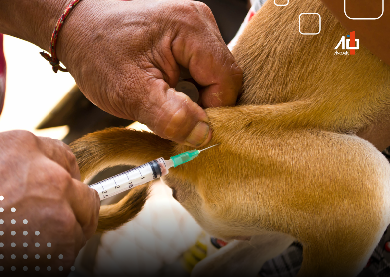 Ao contrário do que muitos pensam, a lista de animais que podem transmitir raiva não se limita a cães e gatos