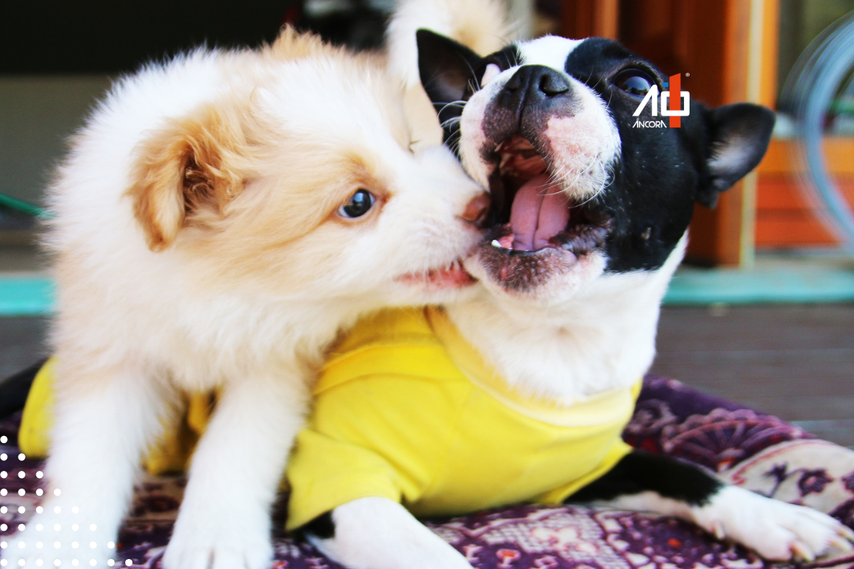 Descrição da imagem