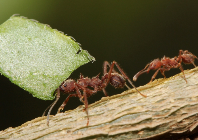 Os especialistas no mutualismo entre fungos e formigas há tempos defendem que o início dessa relação determina a criação da agricultura, dezenas de milhões de anos antes de os seres humanos começarem a domesticar plantas. 