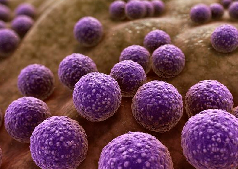 O grupo trabalhou com Staphylococcus aureus, bactérias que podem causar desde infecções cutâneas até pneumonia