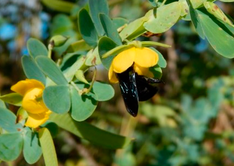 Fêmeas de mamangava visitando uma flor de chamaecrista no campo; inseto vibra as partes internas da flor para extrair os grãos de pólen ricos em proteínas, que são levados para suas larvas no ninho