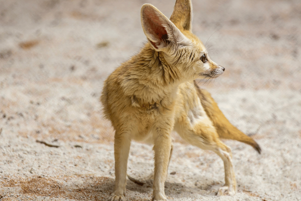 Descrição da imagem