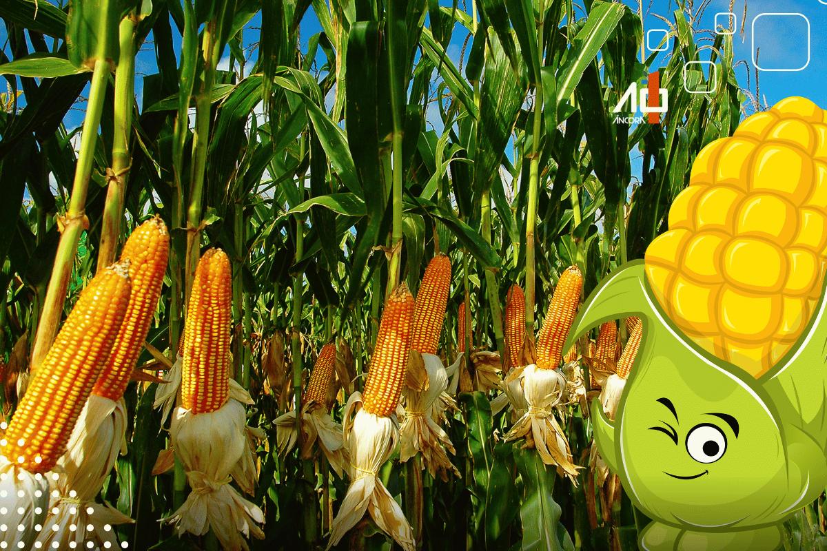 Descrição da imagem