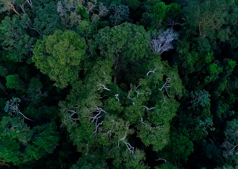 Os estudos apresentarão propostas de concessões de florestas públicas estaduais, que precisem passar pela recuperação da vegetação nativa