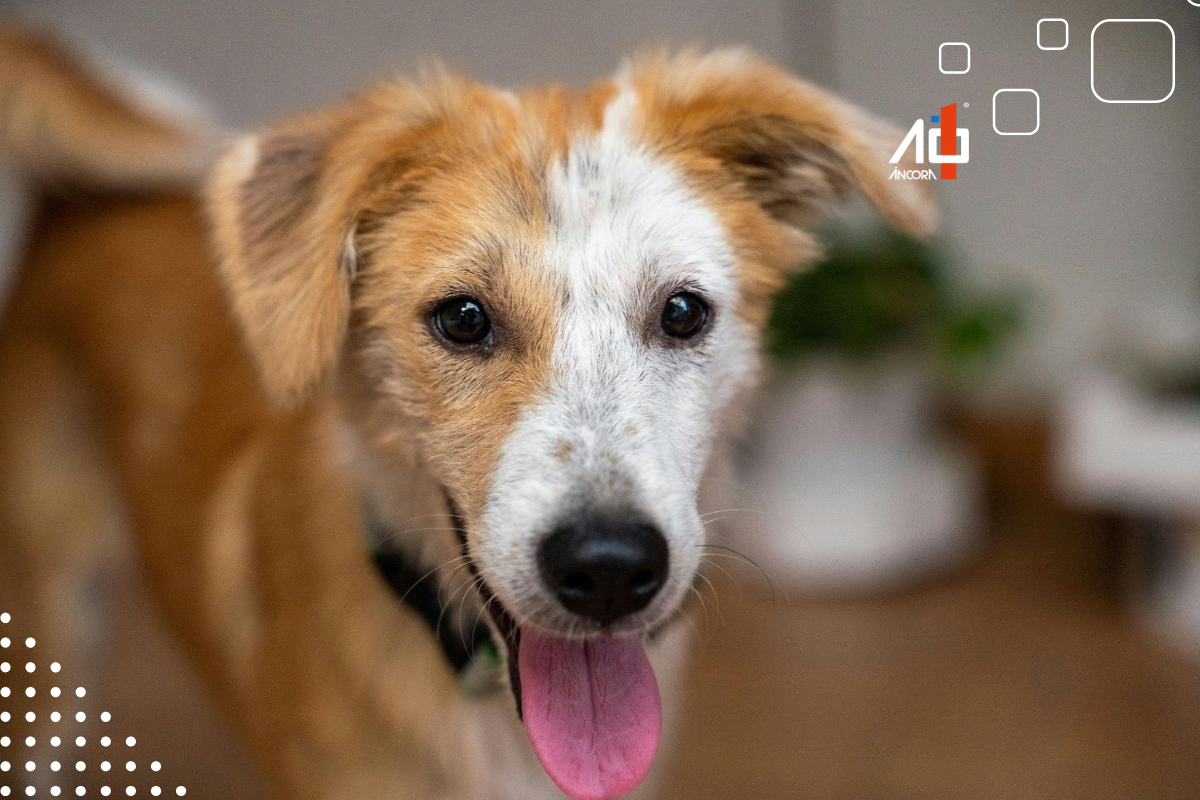 Descrição da imagem