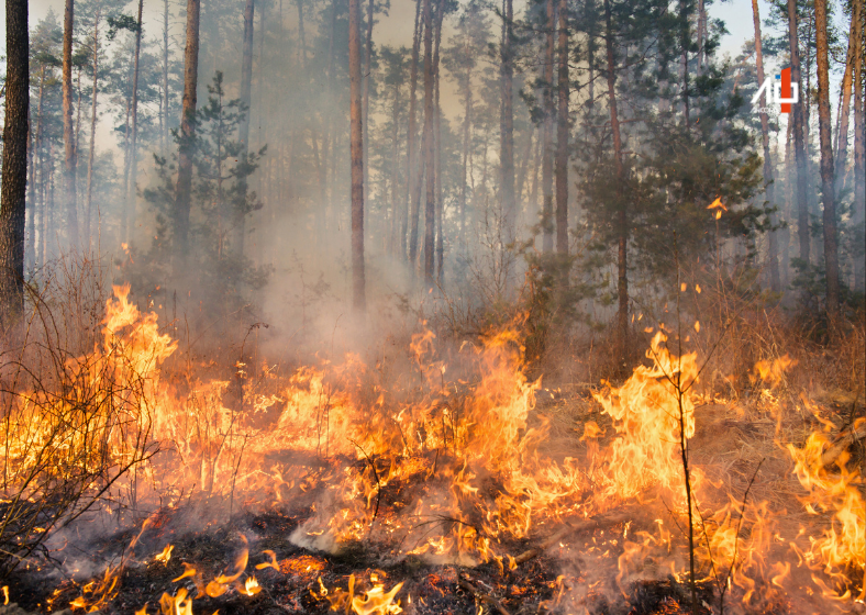 A conscientização e a colaboração da população são essenciais para evitar incêndios florestais e proteger o meio ambiente