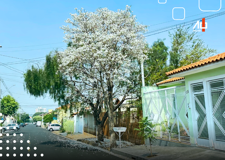 Há diversos pontos com ipês floridos na rua Antônio Vieira Dias em Assis