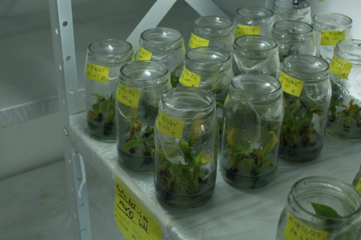 Descrição da imagem