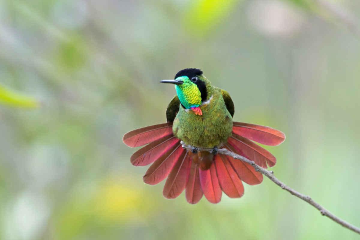 Descrição da imagem