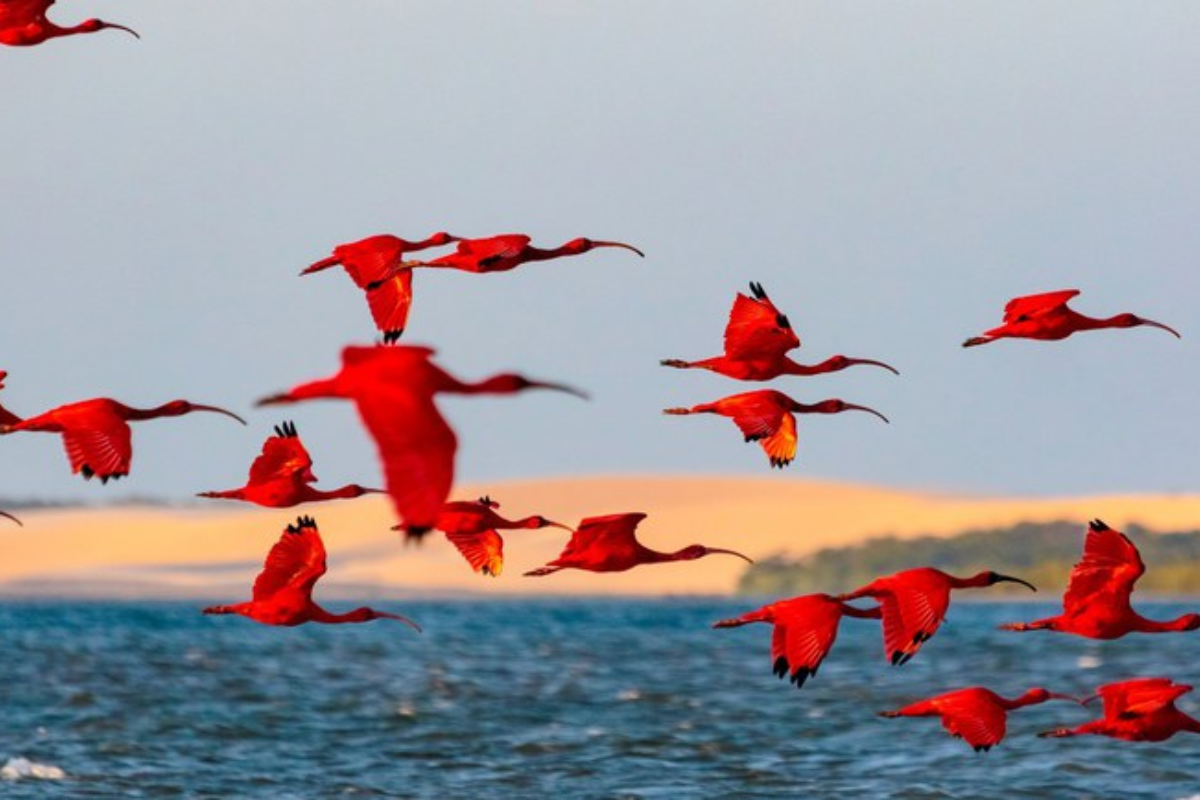 Descrição da imagem