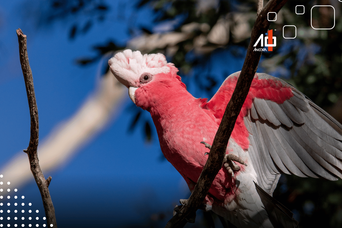 Descrição da imagem