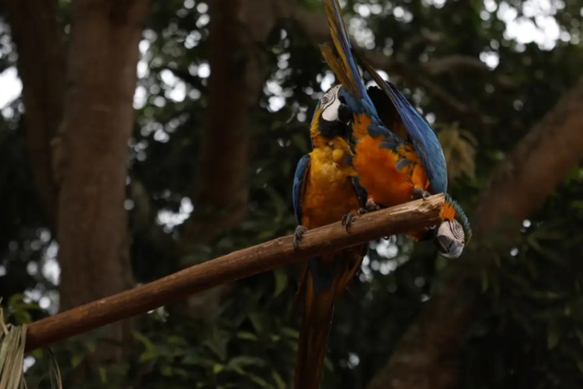 Descrição da imagem