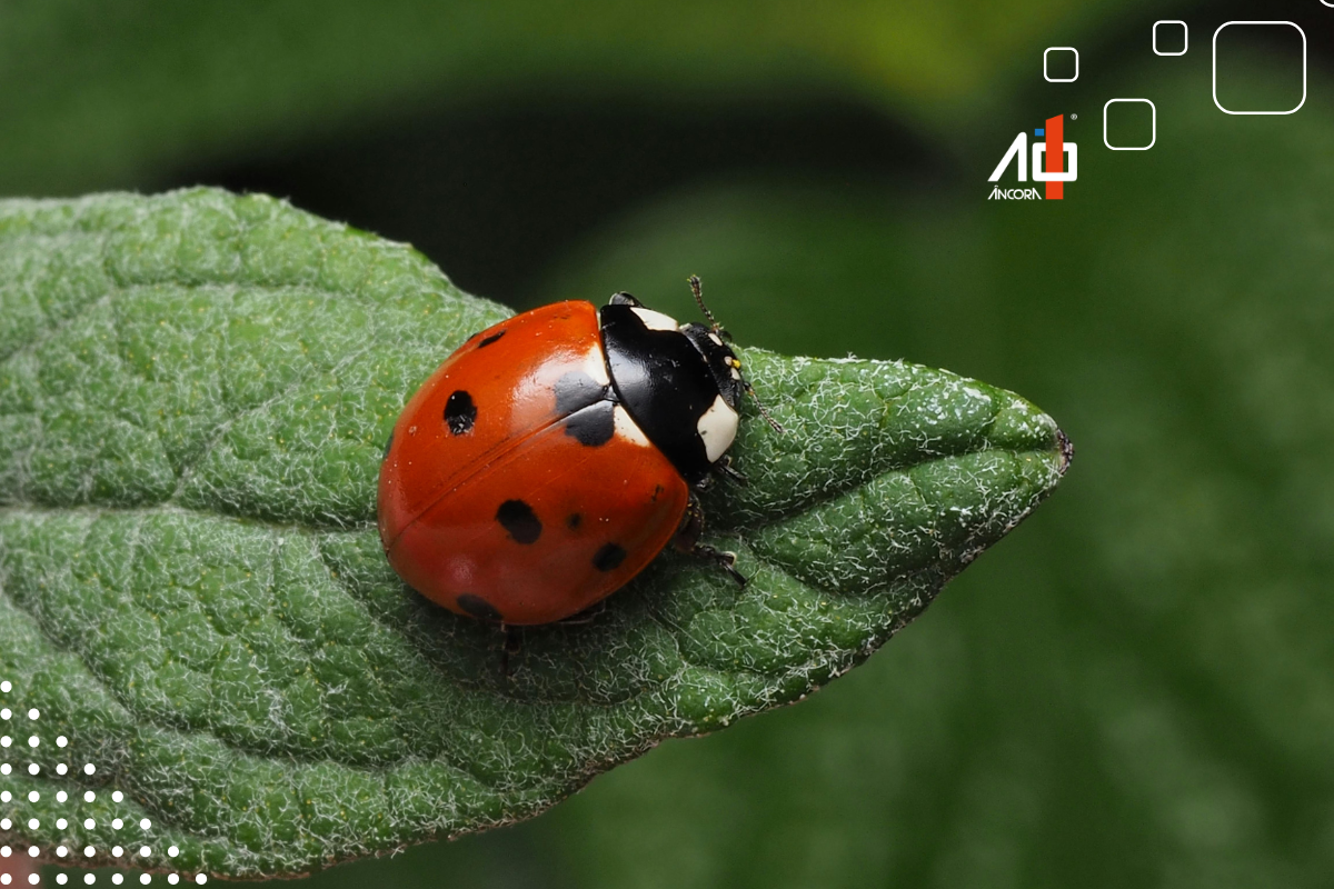 Descrição da imagem