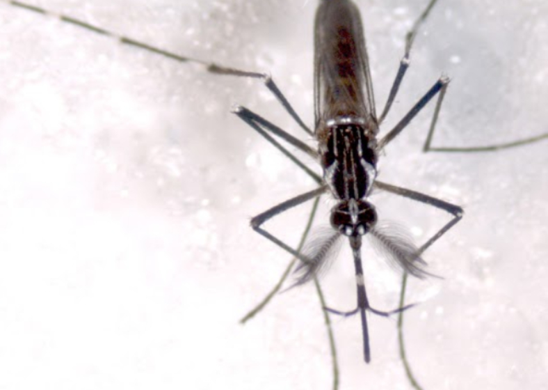 Aedes aegypti