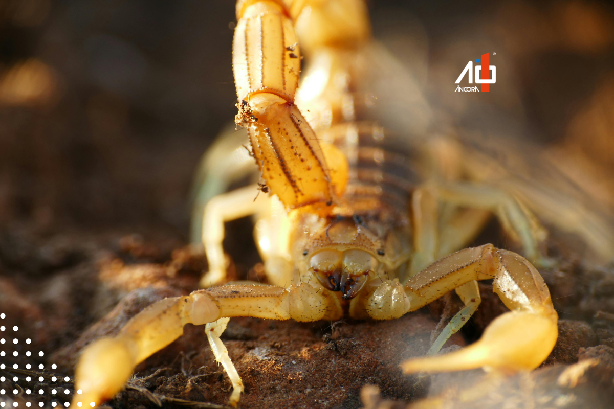 Descrição da imagem