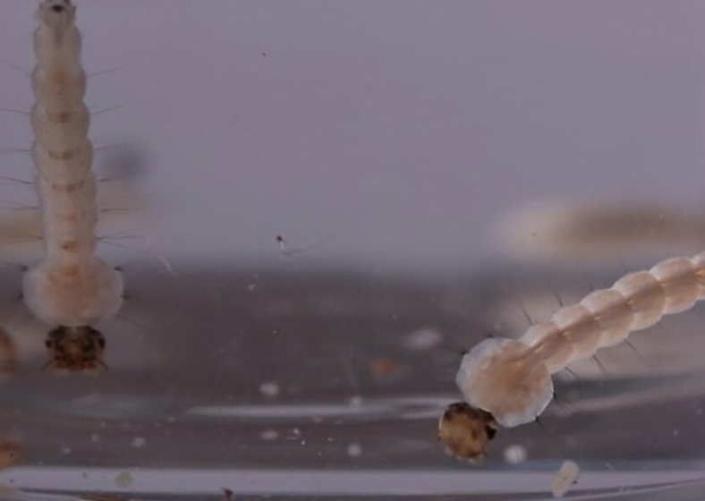 A forma correta de eliminar ovos e larvas do Aedes aegypti é um ponto crítico nas campanhas de prevenção