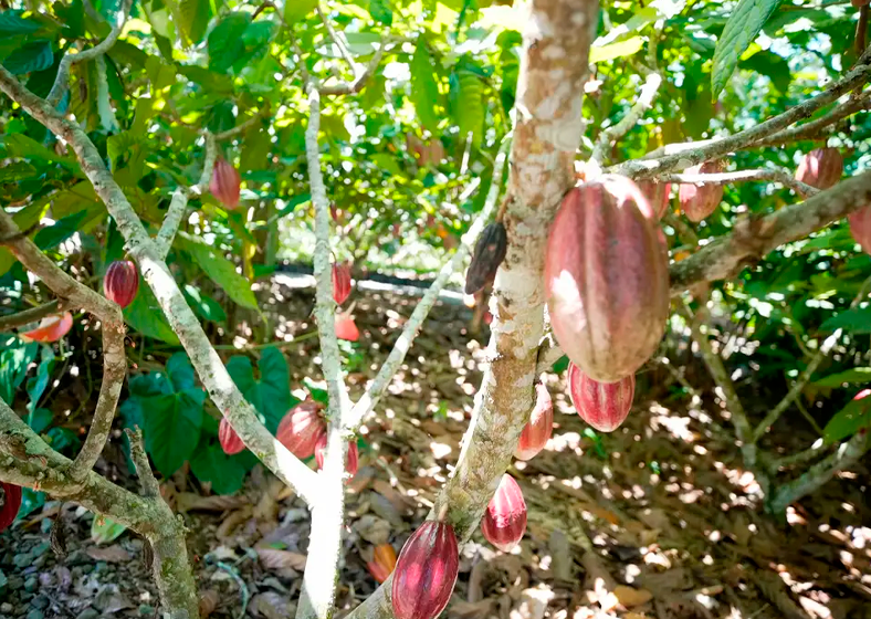 Produtoras de café e cacau contam como lidam com mudanças climáticas