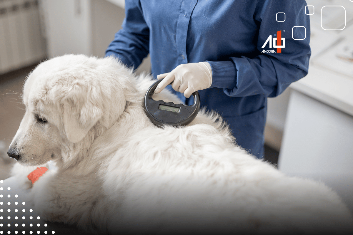 Descrição da imagem