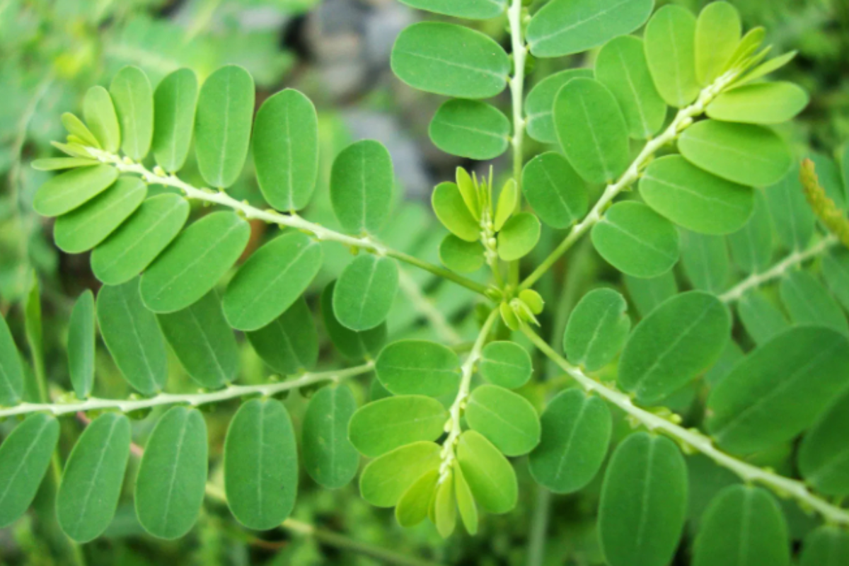 Descrição da imagem