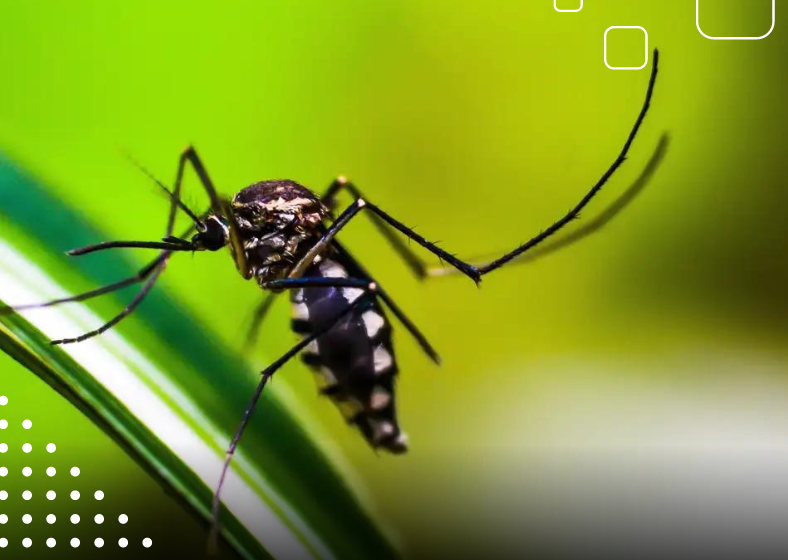 O coeficiente de incidência da dengue no Brasil, neste momento, é de 3.201 casos para cada grupo de 100 mil habitantes