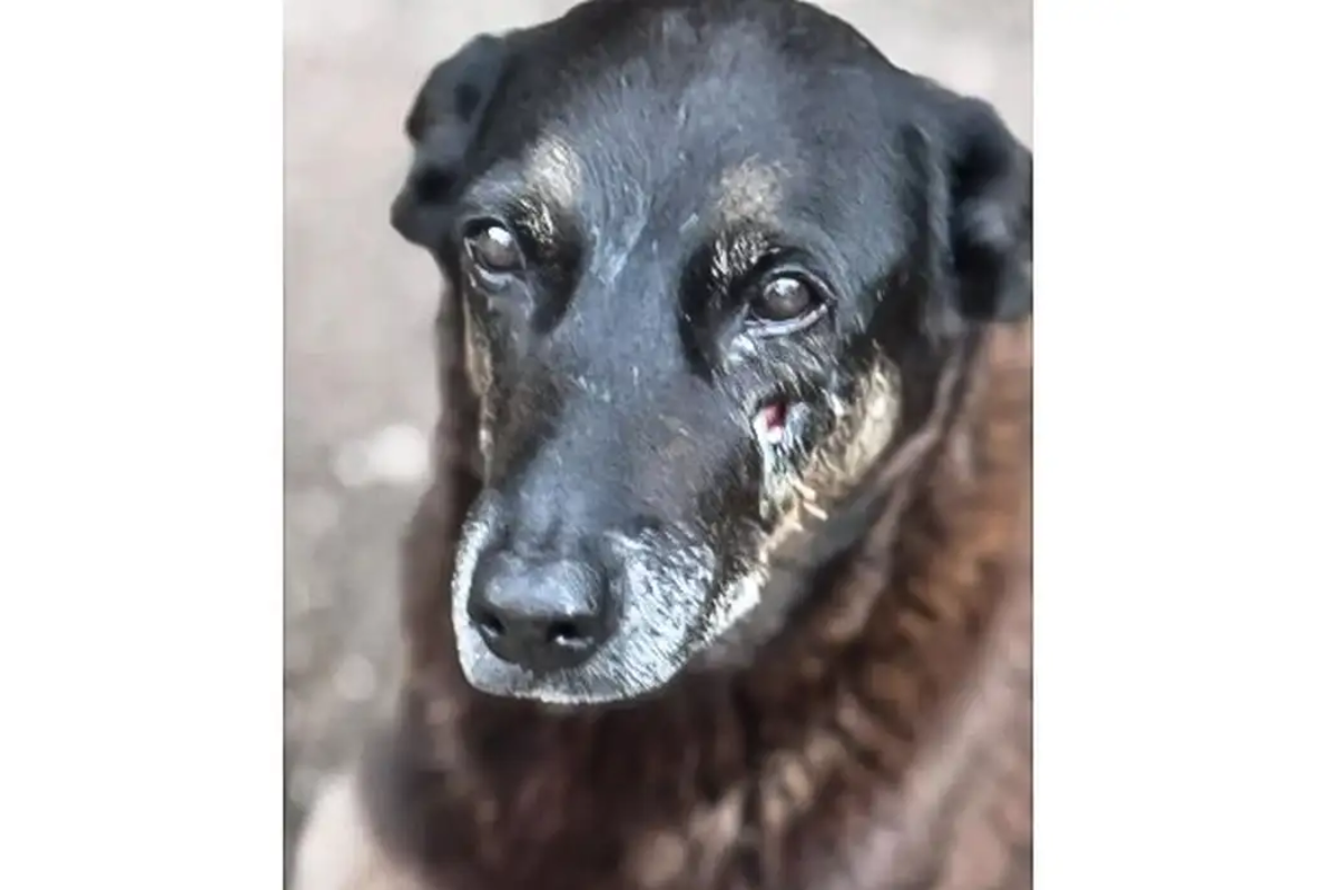 Descrição da imagem