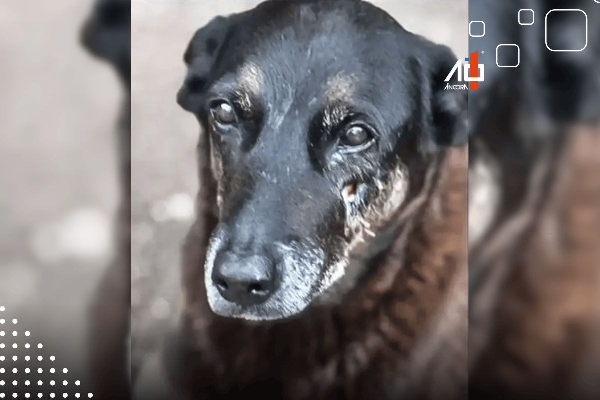 Descrição da imagem