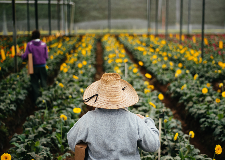 Produtoras paulistas fazem parte dessa primavera florida.