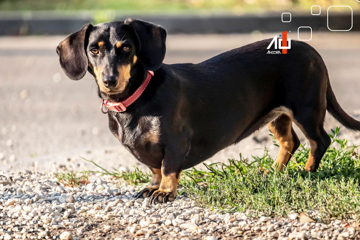 Descrição da imagem