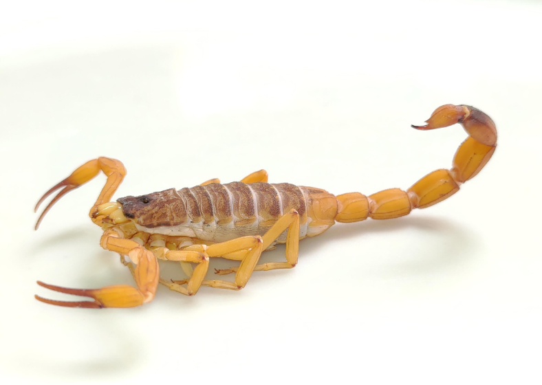 Descrição da imagem