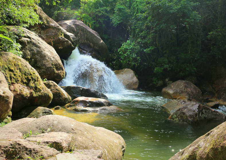 Criado em 1977, o Parque Estadual Serra do Mar representa a maior porção contínua preservada de Mata Atlântica no Brasil. 