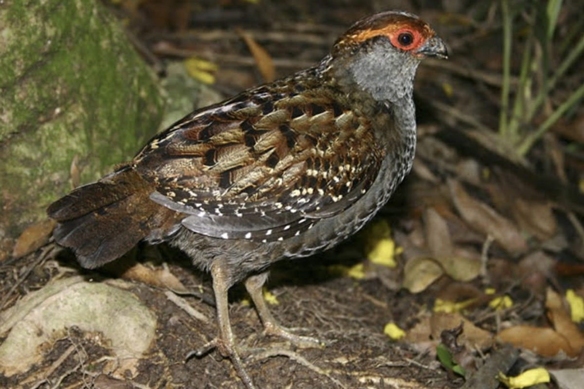 Descrição da imagem